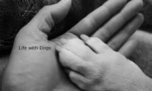 Life with Dogs