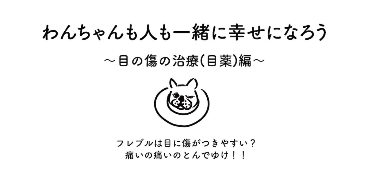 フレンチブルドッグ　目に傷がつきやすい　目の傷の治療