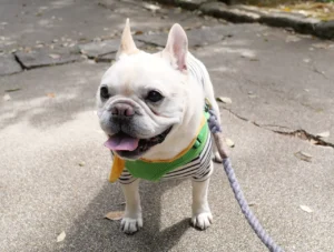 フレンチブルドッグに音楽イベント?「愛犬と一緒に楽しむ」という本質的な幸せについて、知っておきたいこと フレブルライブ イベント 音楽フェス frenchbulldog live 一緒に楽しむ フレンチブルドッグ 特徴