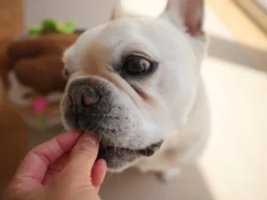 フレンチブルドッグに音楽イベント?「愛犬と一緒に楽しむ」という本質的な幸せについて、知っておきたいこと フレブルライブ イベント 音楽フェス frenchbulldog live 一緒に楽しむ フレンチブルドッグ 特徴