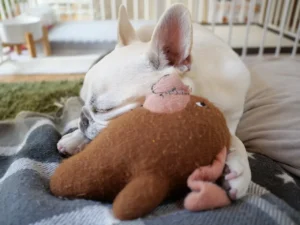 フレンチブルドッグに音楽イベント?「愛犬と一緒に楽しむ」という本質的な幸せについて、知っておきたいこと フレブルライブ イベント 音楽フェス frenchbulldog live 一緒に楽しむ フレンチブルドッグ 特徴