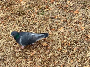 京都ひとり旅 美と食を慈しむ街歩き 鴨川沿 散歩 鳩