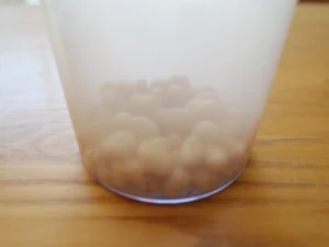蒸し大豆　手作り豆乳　　豆乳の作り方　蒸した大豆を容器に入れる