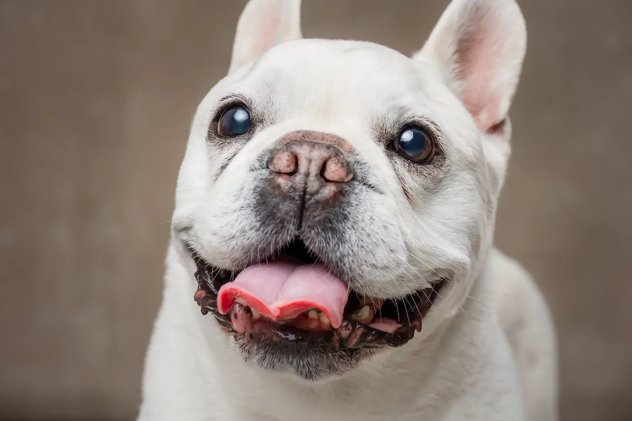 【体験談】愛媛県のドッグフォトスタジオ「トラッドボックス(TRadboX)」で愛犬と家族写真を撮影 良かった点、事前に確認すべき注意点